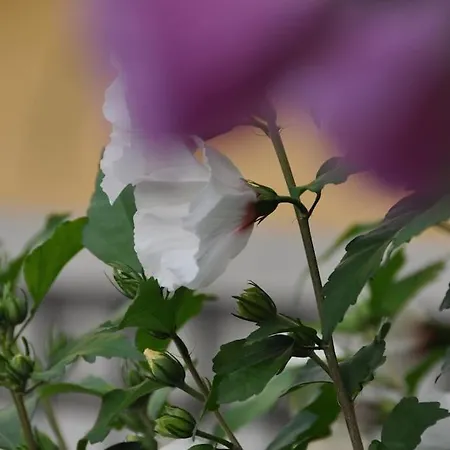Strasbourg Dans Maison Individuelle Au Calme Appartement