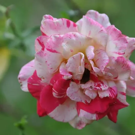 Strasbourg Dans Maison Individuelle Au Calme *